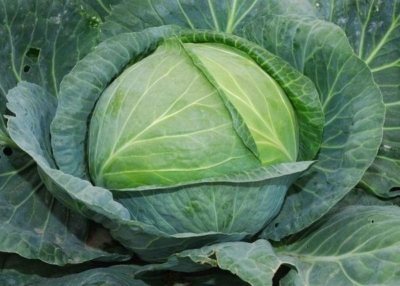 Universal variety of Dutch cabbage selection Aggressor: description, cultivation features and care rules