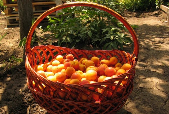 Harvest apricot