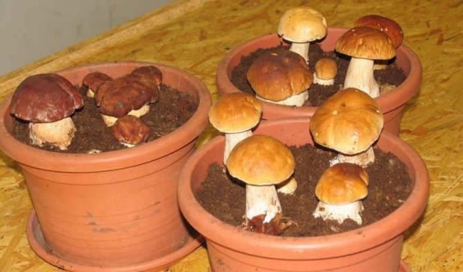 Harvest of porcini mushrooms in pots