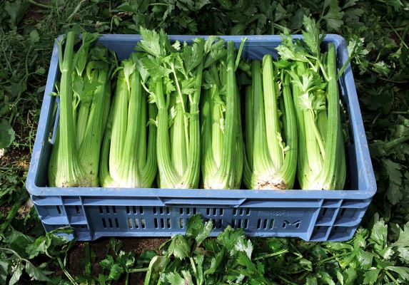 stonková celerová plodina