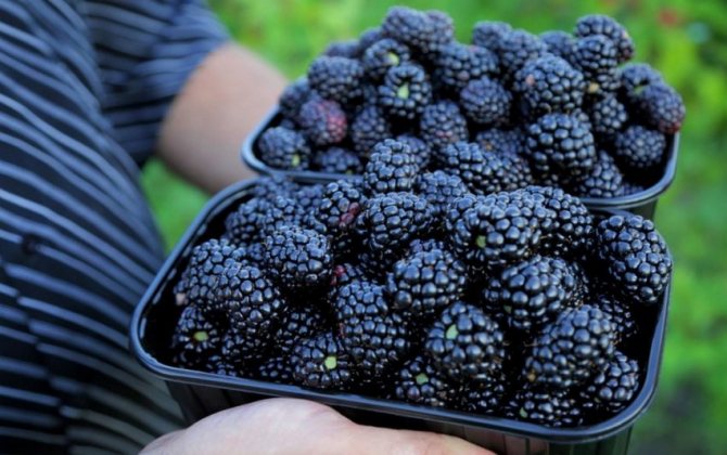 Blackberry harvest