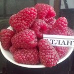 Harvest of large fruits of remontant raspberry Atlant
