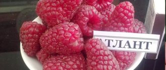 Tuai buah-buahan besar dari raspberry sisa Atlant