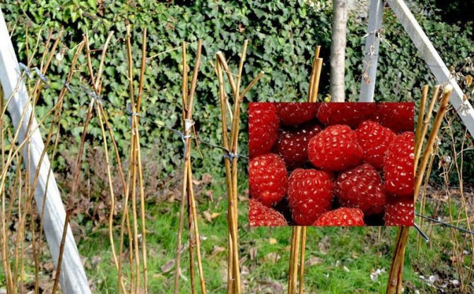 Raspberry harvest after pruning