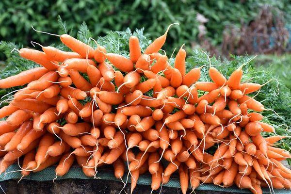recoltarea morcovului