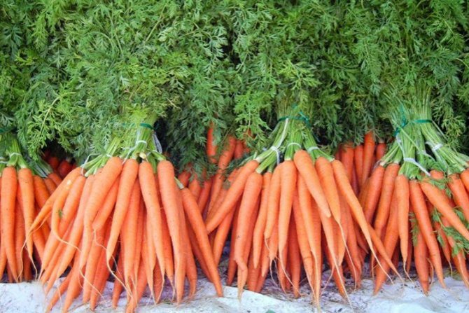 Реколта от моркови