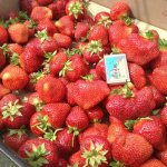 Recoltă de căpșuni Salsa la maturitate târzie