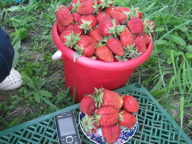 Harvest of garden strawberries Festivalnaya