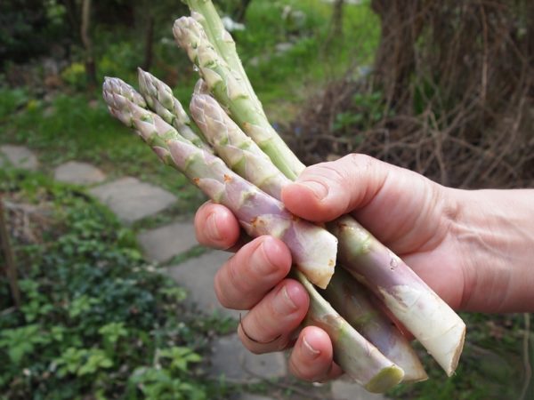 Asparagus harvest