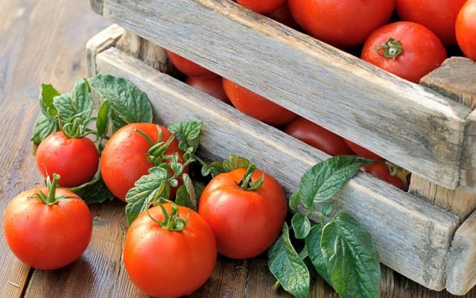Реколта от домати