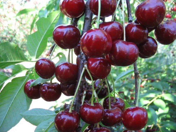 Vyšnių derliaus stebuklas