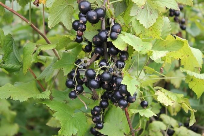 Harvest of currant berries Prestige for Siberia and the Urals