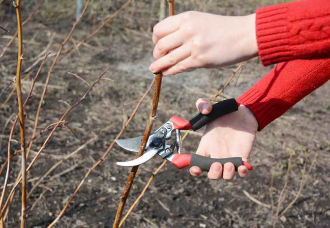 Harvest pruning of raspberries according to Sobolev