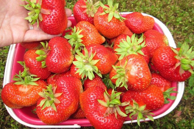 Kimberly strawberry yield