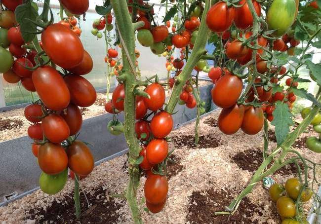 إنتاجية الطماطم دي باراو