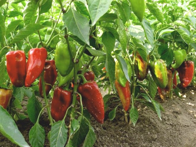 Skörda sorter av paprika i växthuset