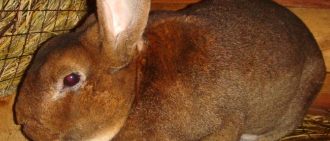 Simptomele acarianului la iepuri și tratament la domiciliu cu remedii dovedite
