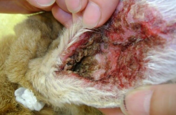 Ear mite in rabbits symptoms and home treatment with proven remedies