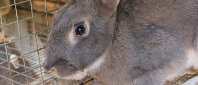Ušní roztoče u králíků příznaky a domácí léčba osvědčenými prostředky