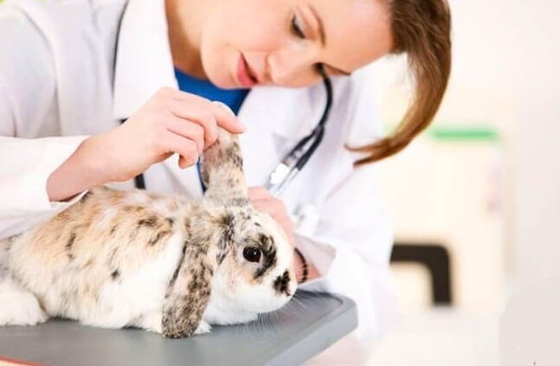 سوس الأذن في الأرانب وعلاجه في المنزل مع العلاجات المجربة
