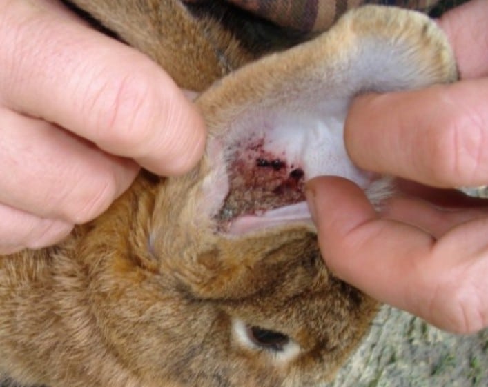 Öronkvalster hos kanin symptom och hembehandling med beprövade lösningar