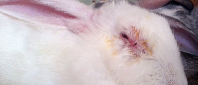 Ohrmilben bei Kaninchen Symptome und Behandlung zu Hause mit bewährten Mitteln