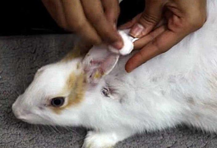 Ušní roztoče u králíků příznaky a domácí léčba osvědčenými prostředky