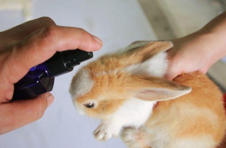 سوس الأذن في الأرانب وعلاجه في المنزل مع العلاجات المجربة