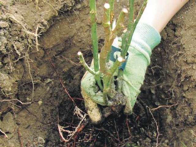conditions for transplanting roses