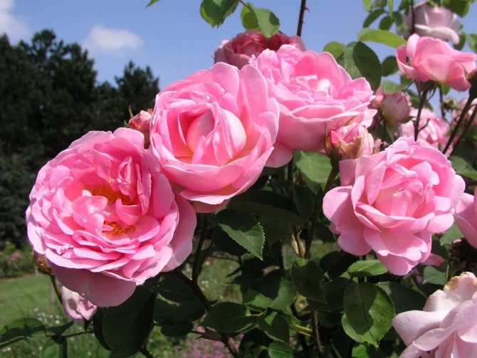 Conditions for growing peony roses
