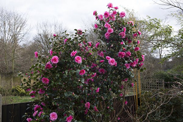 Conditions for keeping camellia in the garden