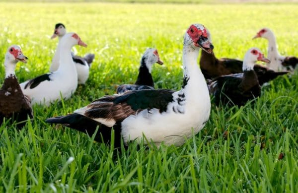 Podmínky chovu se odrážejí v produkci vajec a hmotnosti ptáků.
