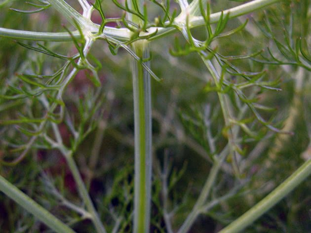 Growing conditions for fennel