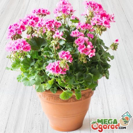 Conditions for growing room geranium