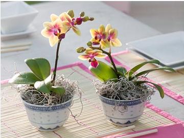 Условия за отглеждане на мини орхидеи у дома