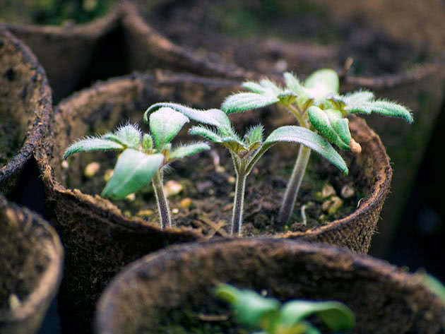 Villkor för odling av tomatplantor