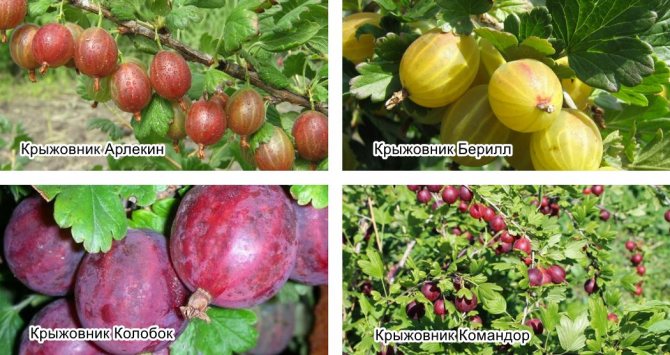 Устойчиви сортове цариградско грозде
