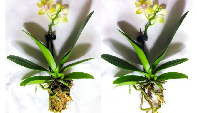 Mengeringkan peduncle orkid