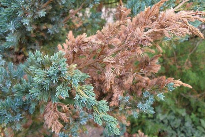 Drying of juniper shoots