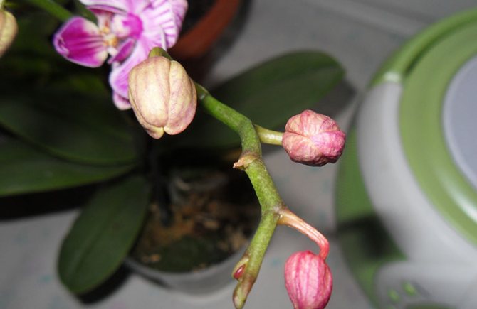 Увяхващи пъпки в орхидеи