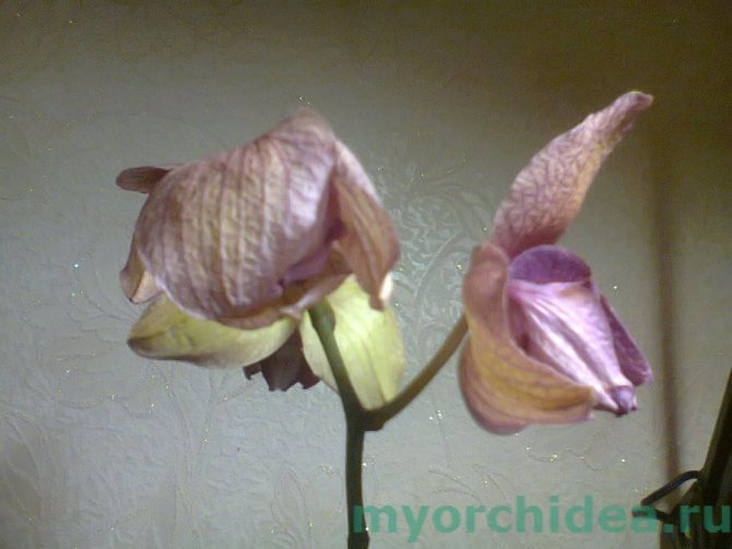vadnoucí květy orchidejí foto