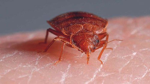 Går kackerlackor överens med bedbugs