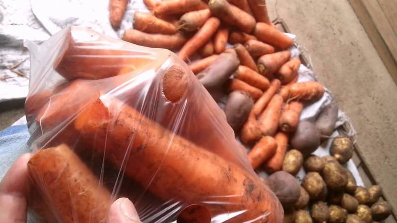 Co a jak skladovat mrkev ve sklepě v zimě: výběr nejlepších způsobů