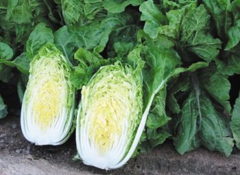 What are the benefits and harms of Chinese cabbage