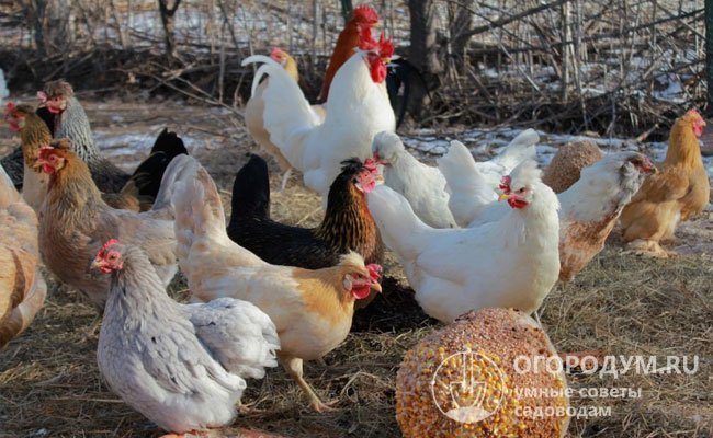 В домакинствата, за да се подобри качеството на птиче месо, се препоръчва да се държат не в клетки, а да им се осигури свободна храна за отглеждане на пасища