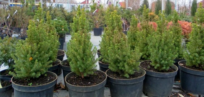 At home, spruce can be propagated in two ways.