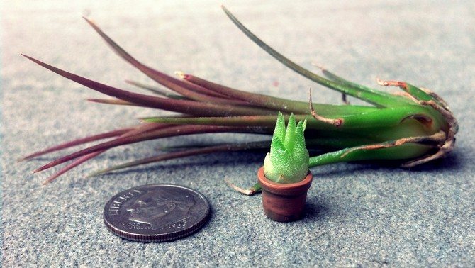 At home, you can get a new young tillandsia plant from children or from seeds.