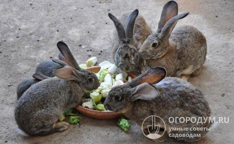 The daily diet of rabbits should contain hay and fresh vegetables.