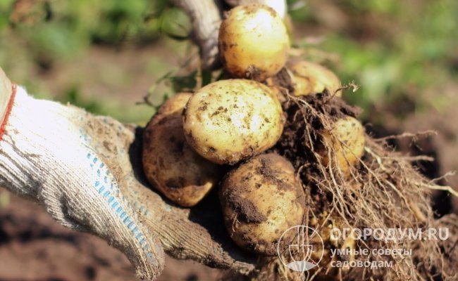 About 8-12 tubers are formed in the nest, which provides a yield of up to 1.5 kg per bush
