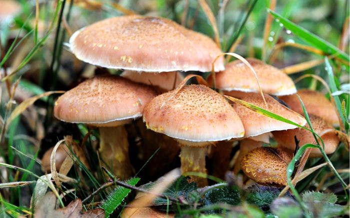 in which forests do mushrooms grow